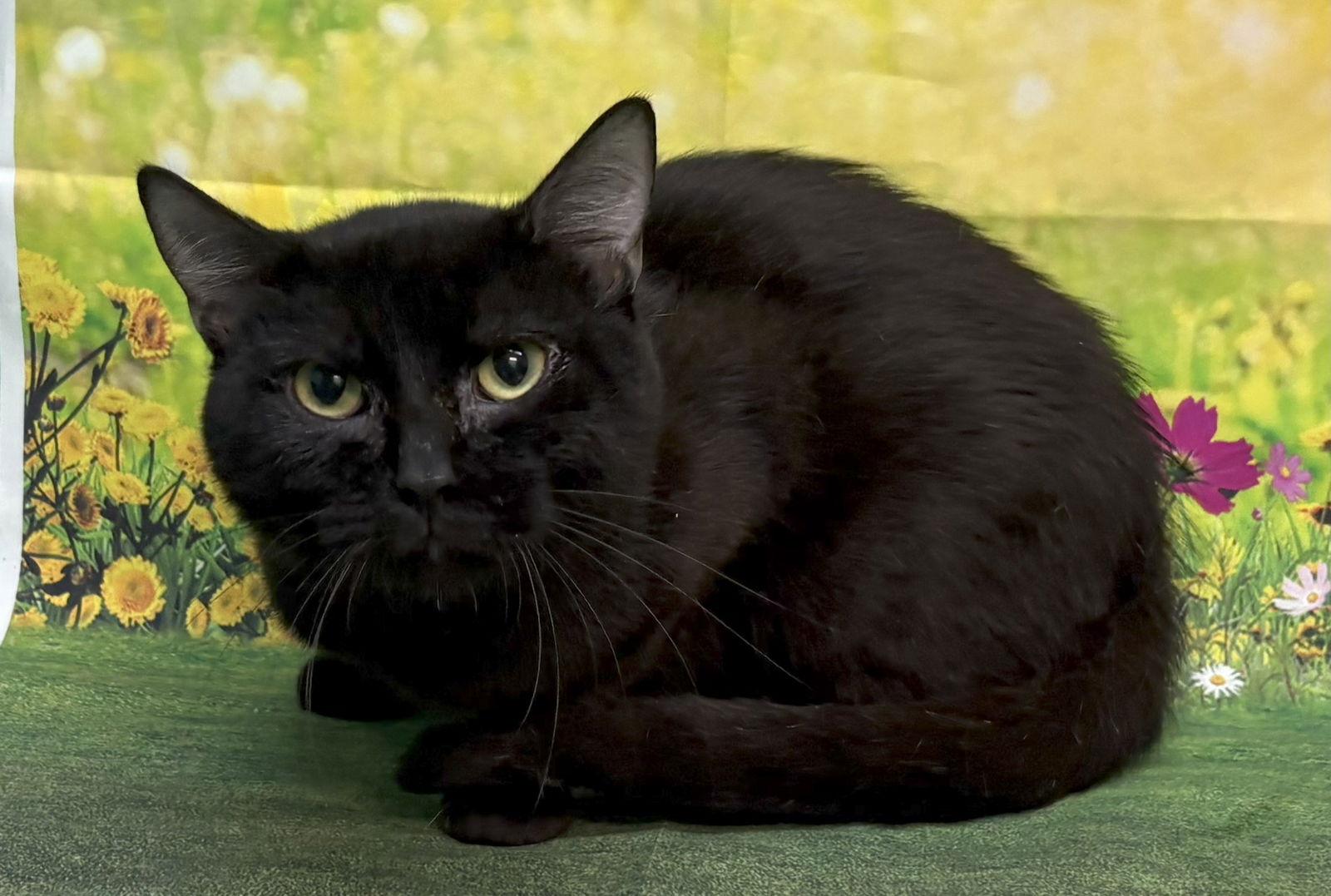 250571  Jilt, Adoptable, Adult Female Domestic Short Hair.