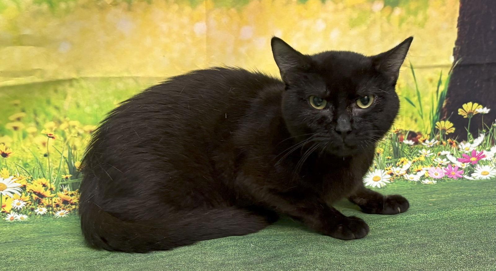 Enlarge 250571  Jilt, a Adoptable Domestic Short Hair in Wetumpka, AL image 2/3