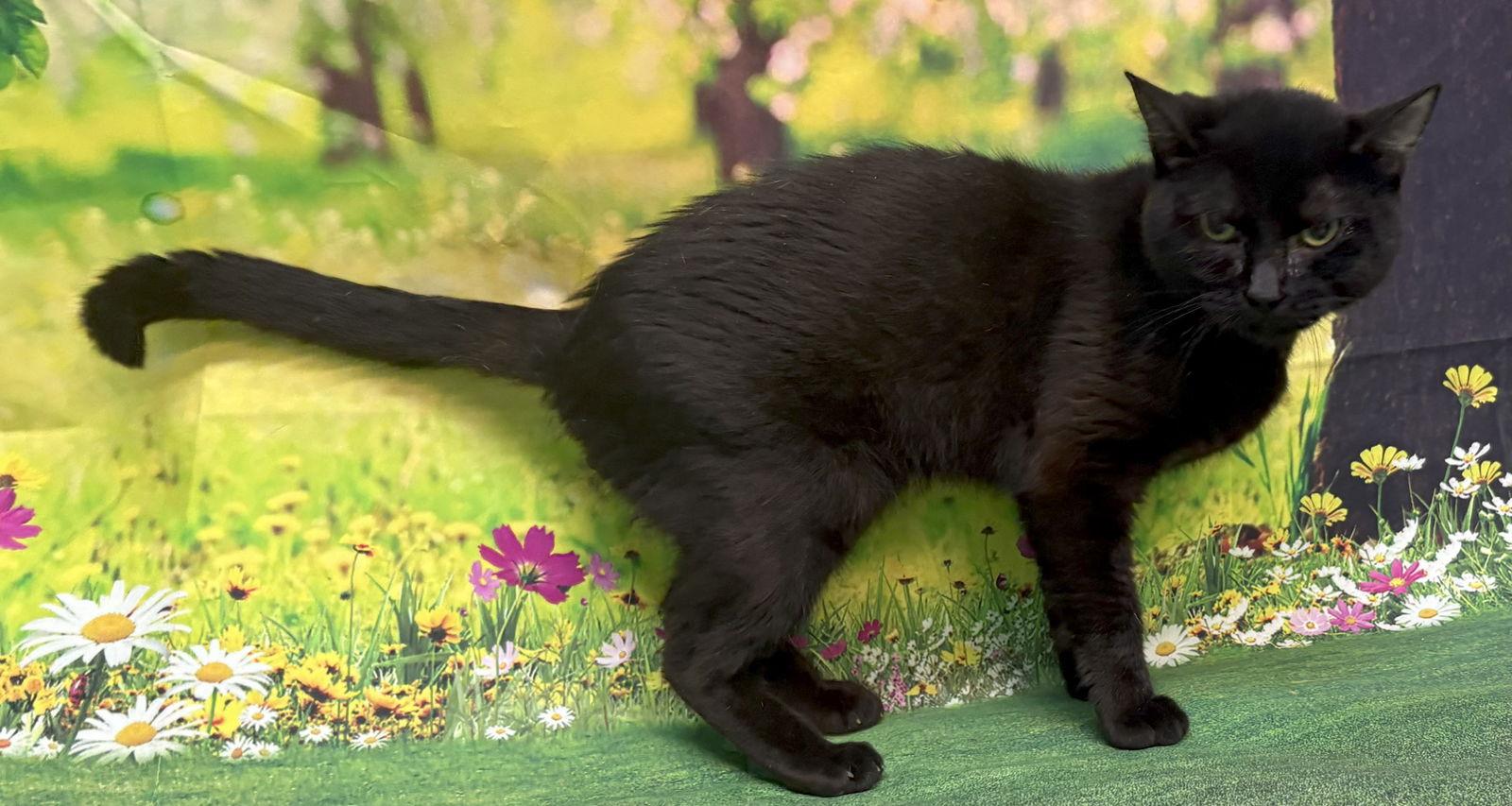 Enlarge 250571  Jilt, a Adoptable Domestic Short Hair in Wetumpka, AL image 3/3