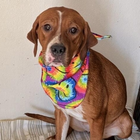 Keira, ADOPTABLE, Young Female Labrador Retriever.