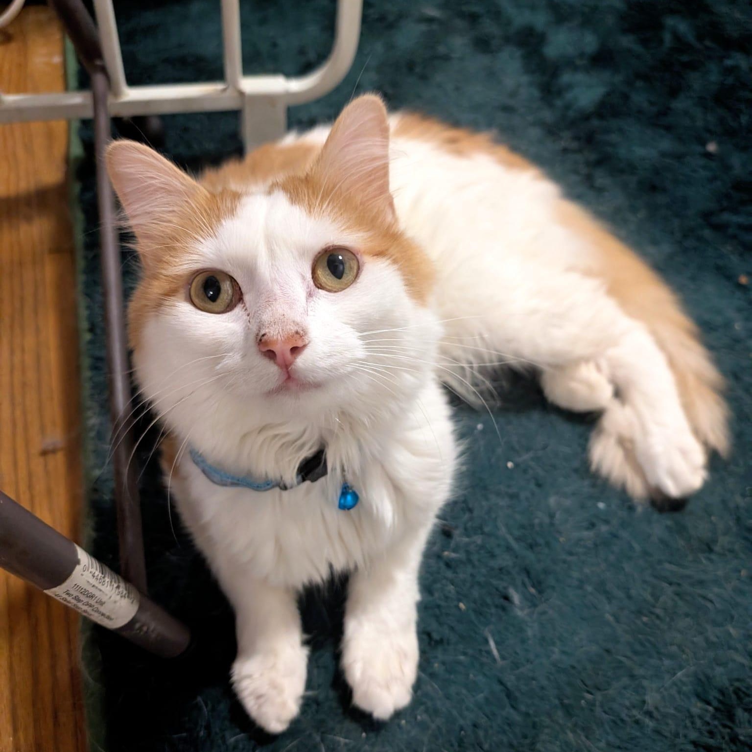 Enlarge Maestro, a Adoptable Domestic Long Hair in New York, NY image 2/6
