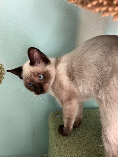 Enlarge Merci ( BLIND), an adopted Siamese in Hanover , PA image 5/6