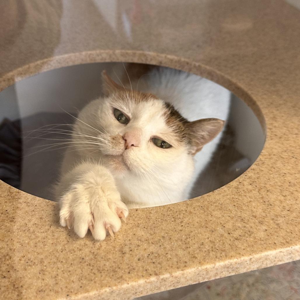 Polly, Adoptable, Senior Female Domestic Medium Hair.