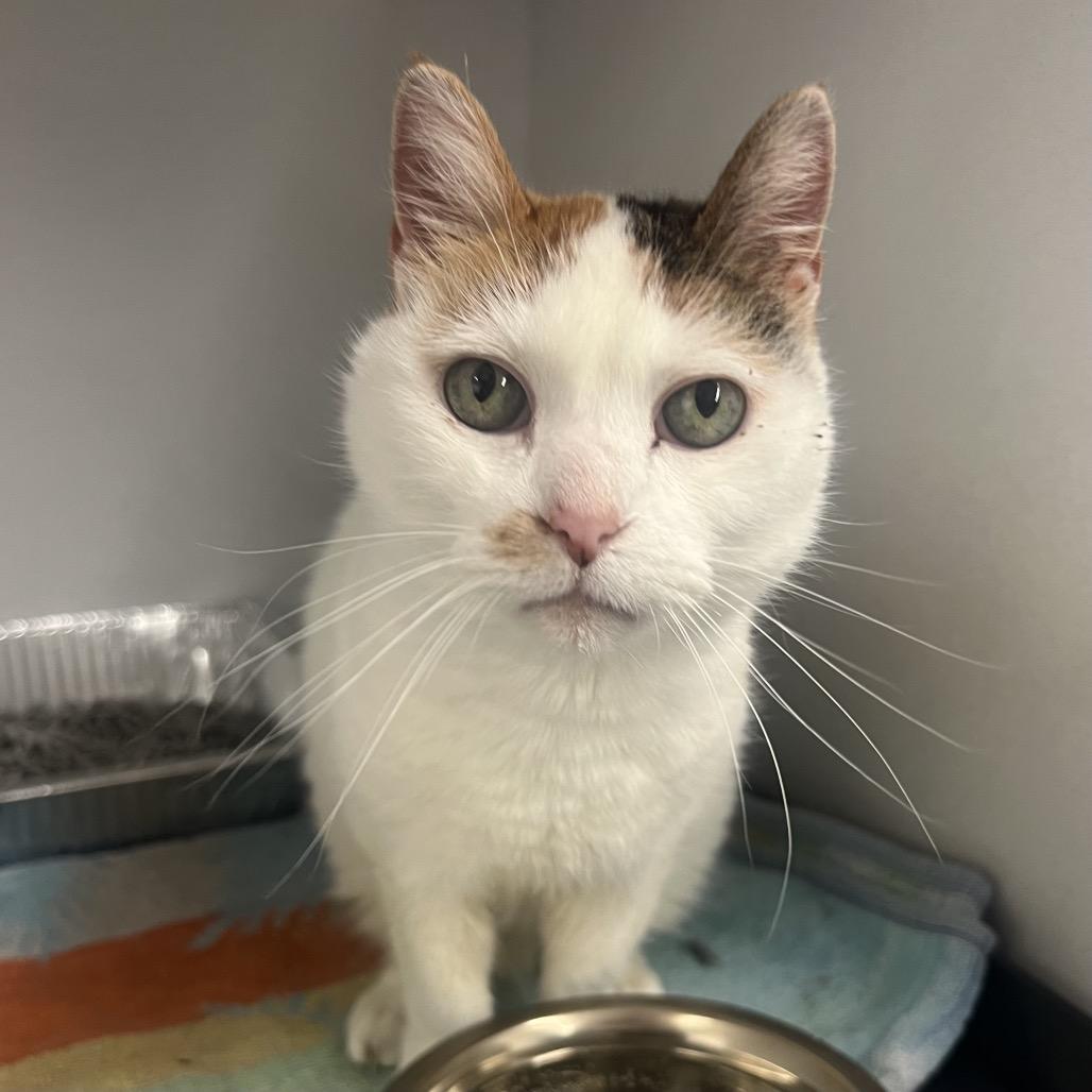 Polly, Adoptable, Senior Female Domestic Medium Hair.