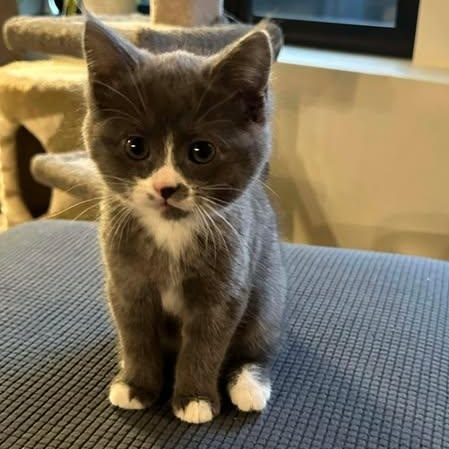 Enlarge GERI, an adopted Domestic Medium Hair in Campbell River, BC image 5/6