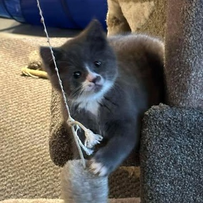 Enlarge GERI, an adopted Domestic Medium Hair in Campbell River, BC image 4/6