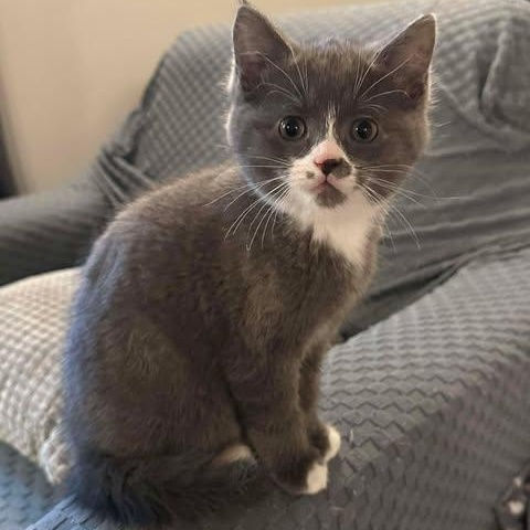 Enlarge GERI, an adopted Domestic Medium Hair in Campbell River, BC image 3/6