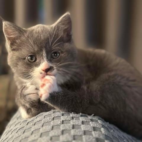 Enlarge GERI, an adopted Domestic Medium Hair in Campbell River, BC image 1/6