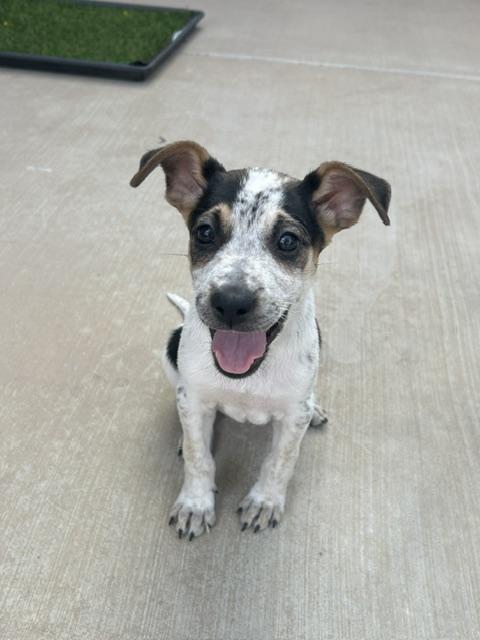 Adrian, a Adoptable mixed breed in Henderson, NV image 1/3