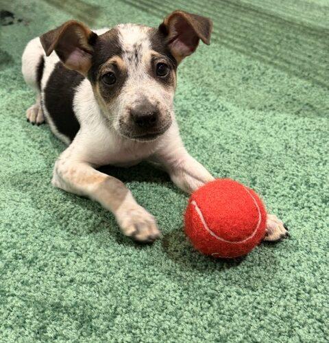 Adrian, a Adoptable mixed breed in Henderson, NV image 2/3