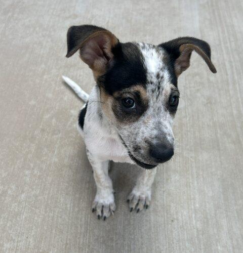 Adrian, a Adoptable mixed breed in Henderson, NV image 3/3