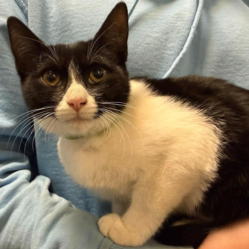 Scoobert, Adoptable, Kitten Female Domestic Short Hair.