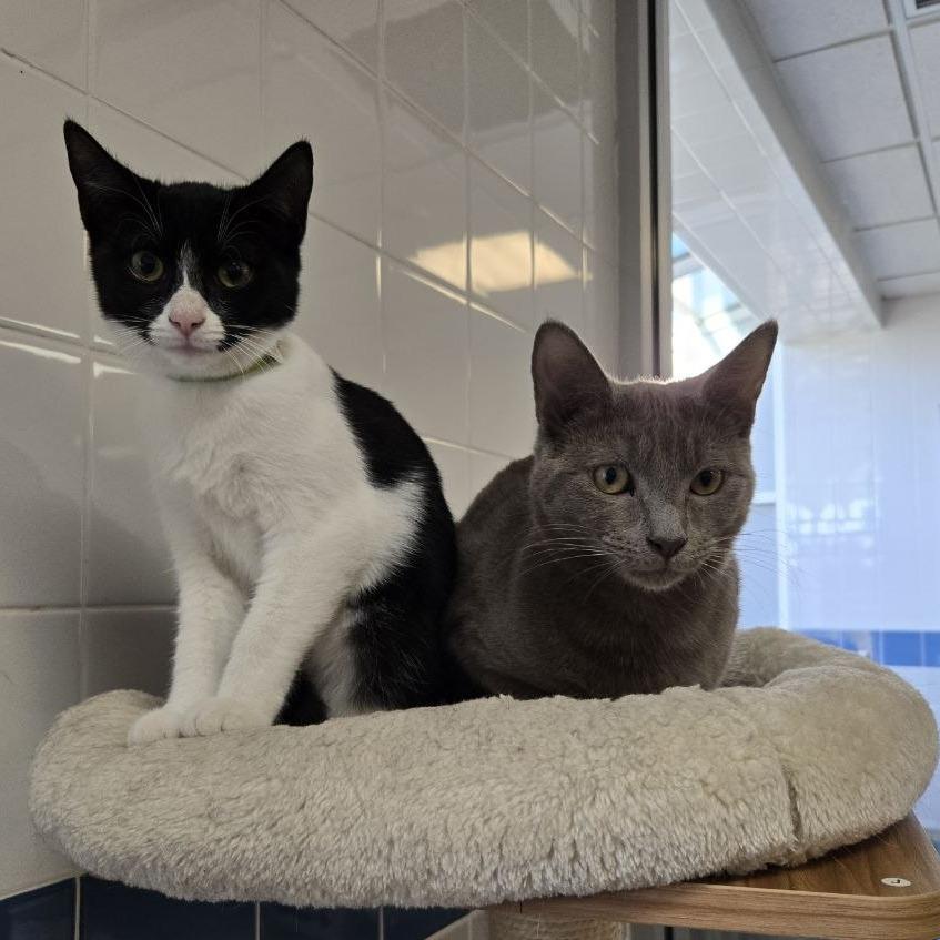 Scoobert, Adoptable, Young Female Domestic Short Hair.