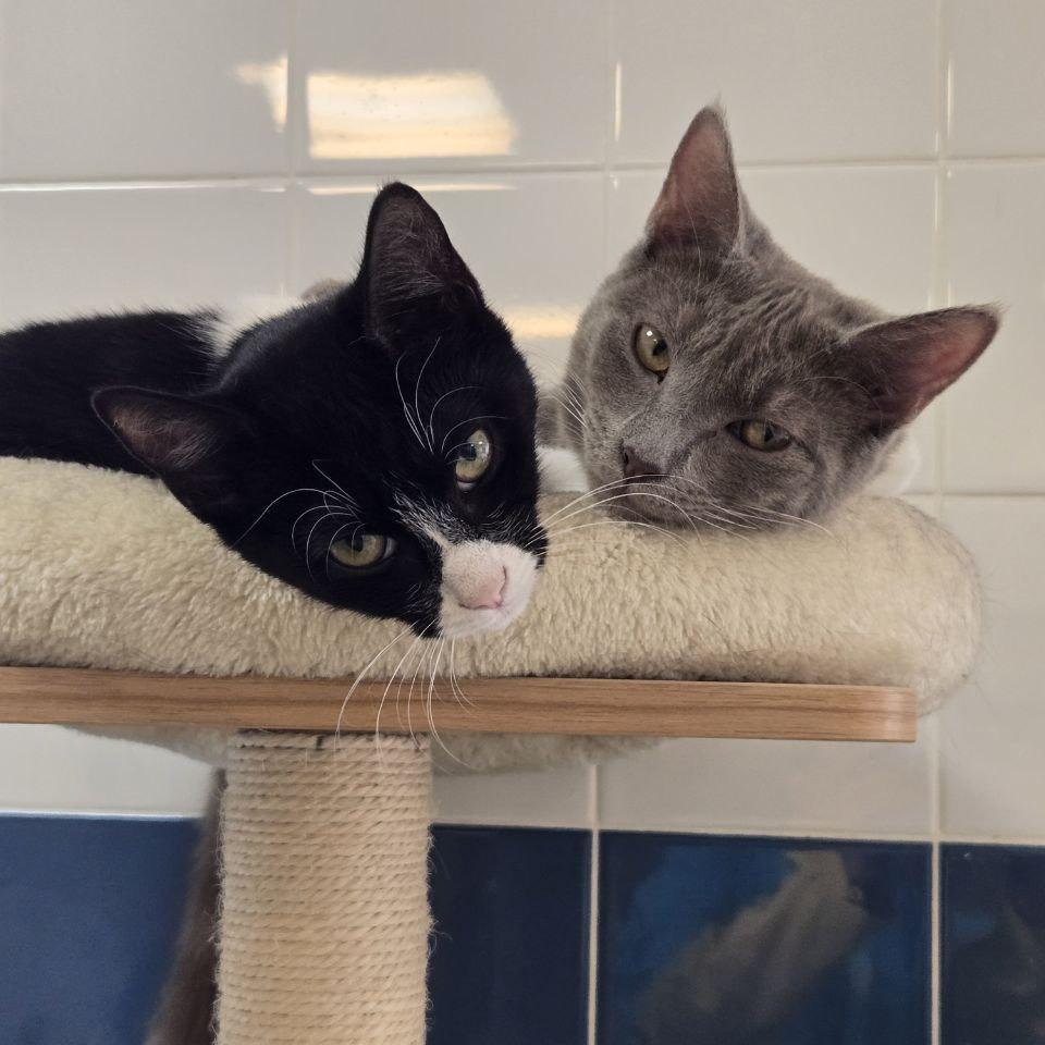 Enlarge Scoobert, a Adoptable Domestic Short Hair in Wantagh, NY image 2/3