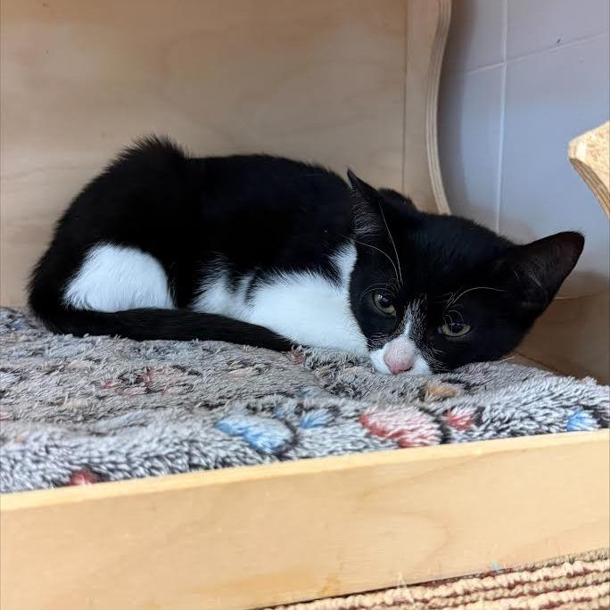 Enlarge Scoobert, a Adoptable Domestic Short Hair in Wantagh, NY image 2/2