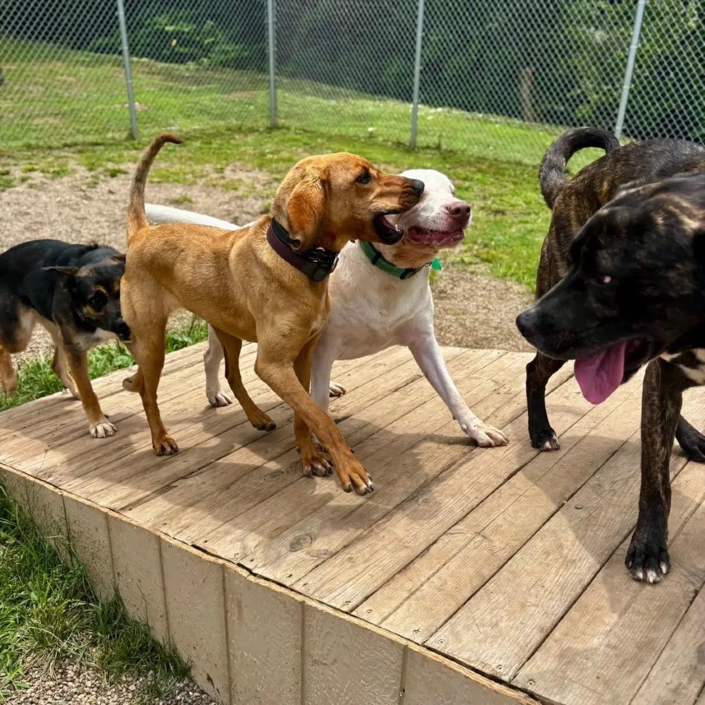 Bubbles, Adoptable, Adult Male Labrador Retriever.