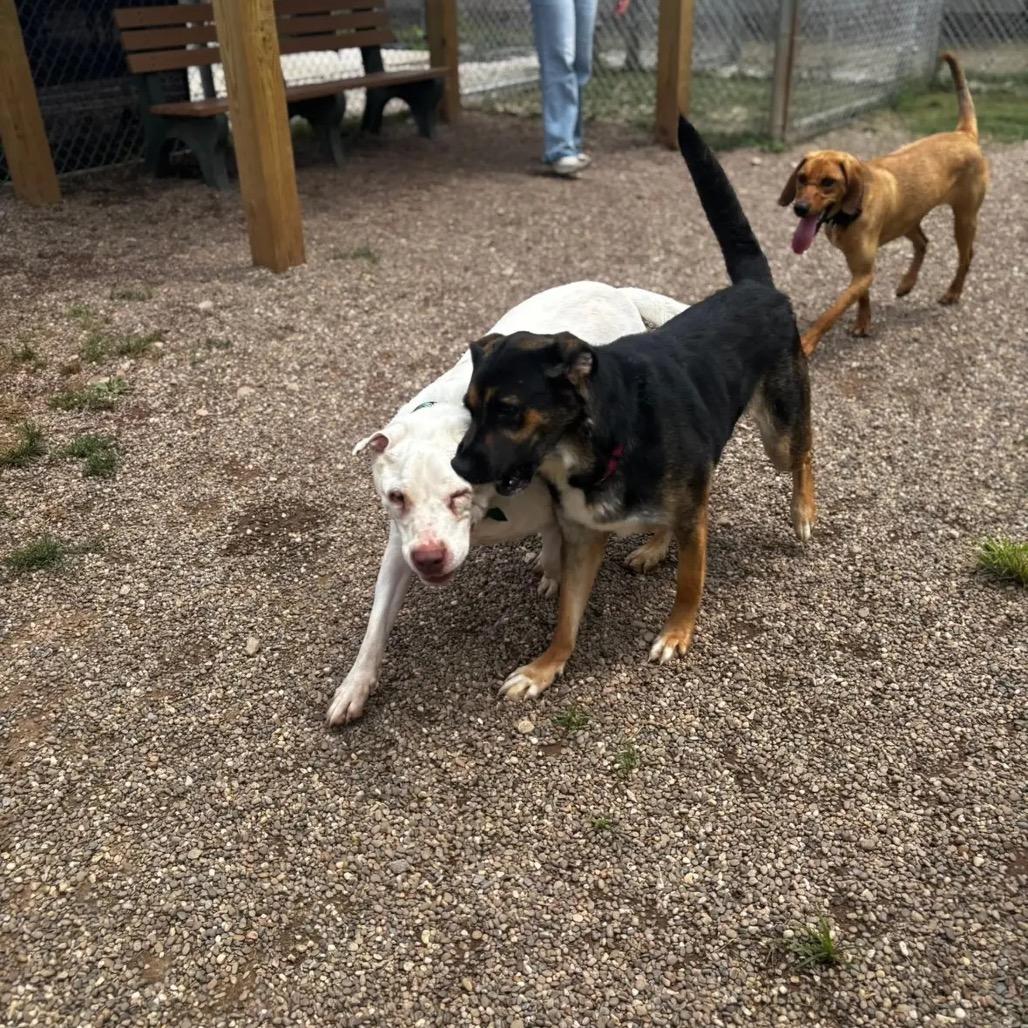 Enlarge Bubbles, a Adoptable mixed breed in Parkersburg, WV image 2/6