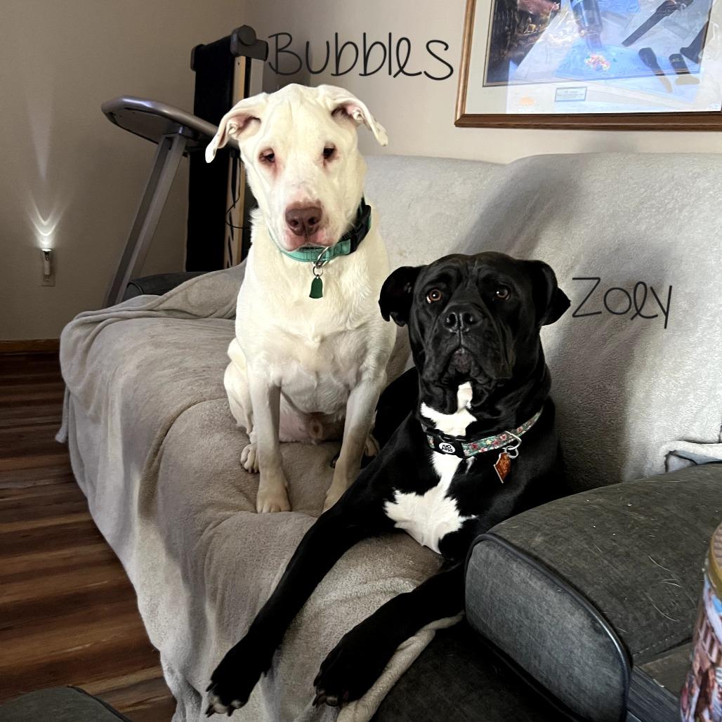 Enlarge Bubbles, a Adoptable mixed breed in Parkersburg, WV image 4/6