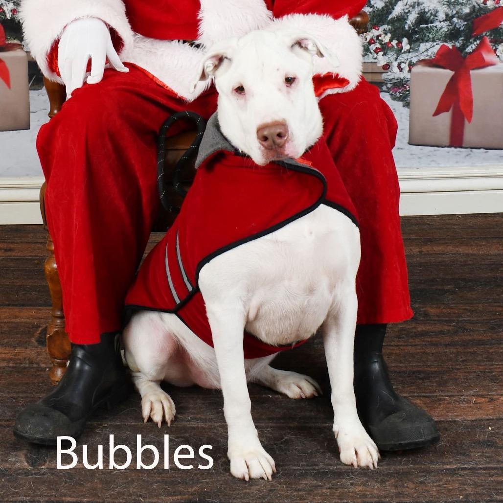 Enlarge Bubbles, a Adoptable mixed breed in Parkersburg, WV image 5/6
