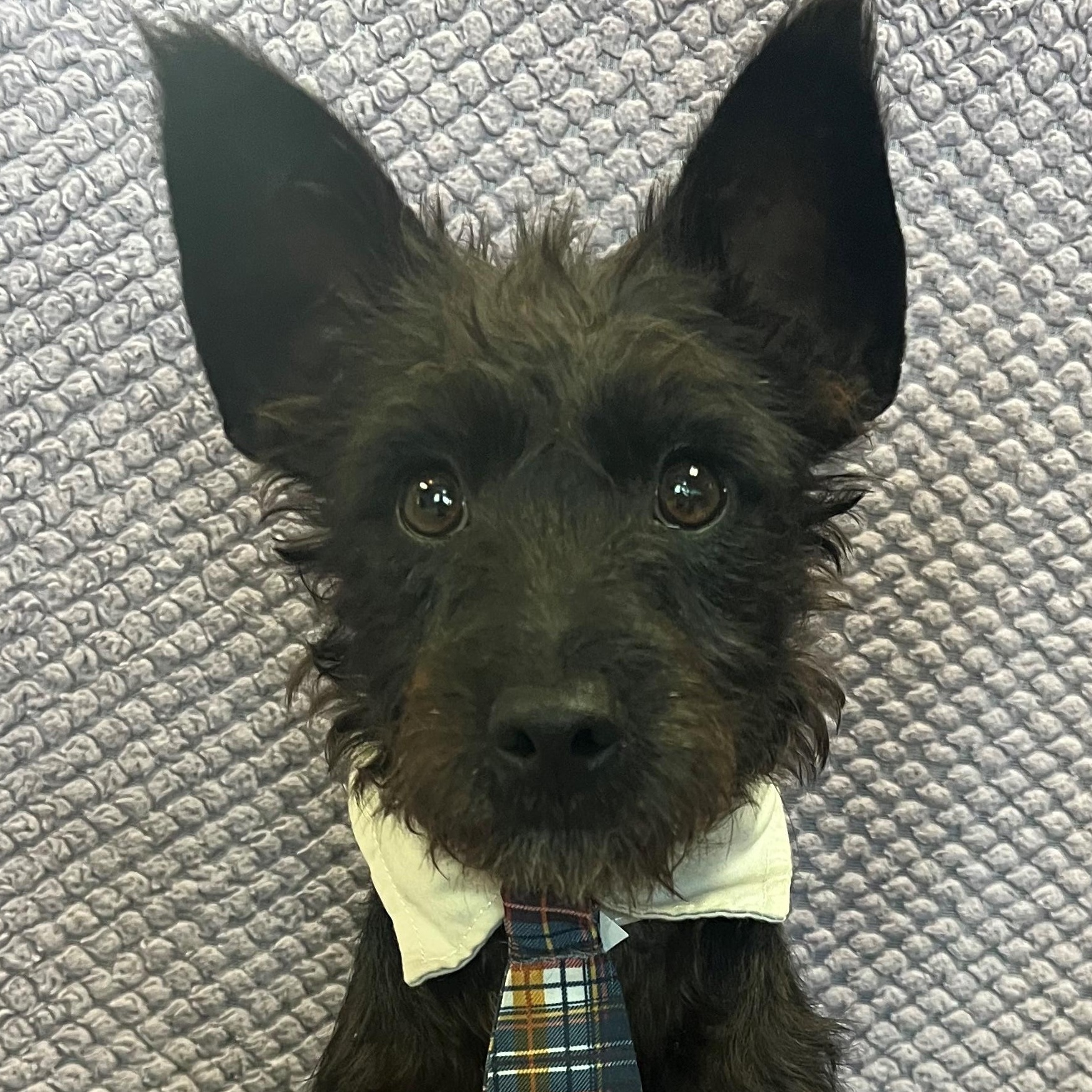 Artie, an adopted Scottish Terrier in Lodi, CA image 5/5