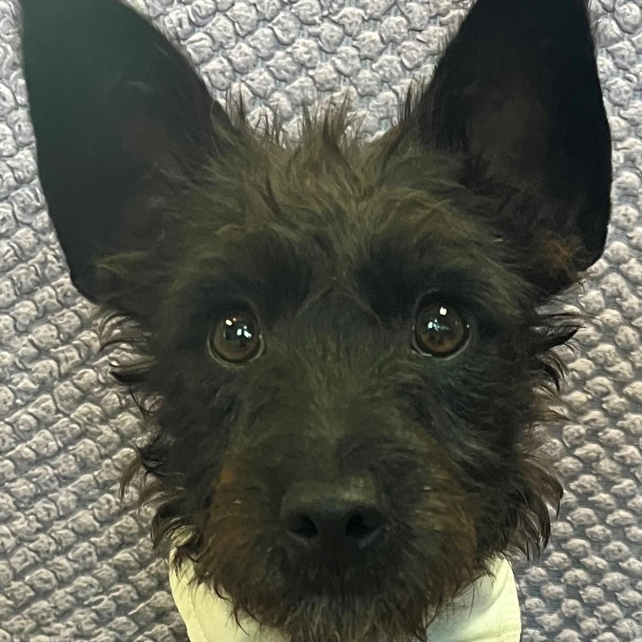 Artie, an adopted Scottish Terrier in Lodi, CA image 1/5