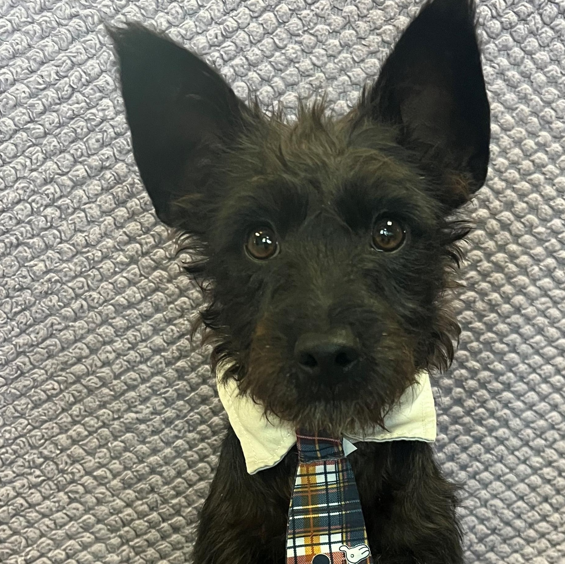 Artie, an adopted Scottish Terrier in Lodi, CA image 3/5