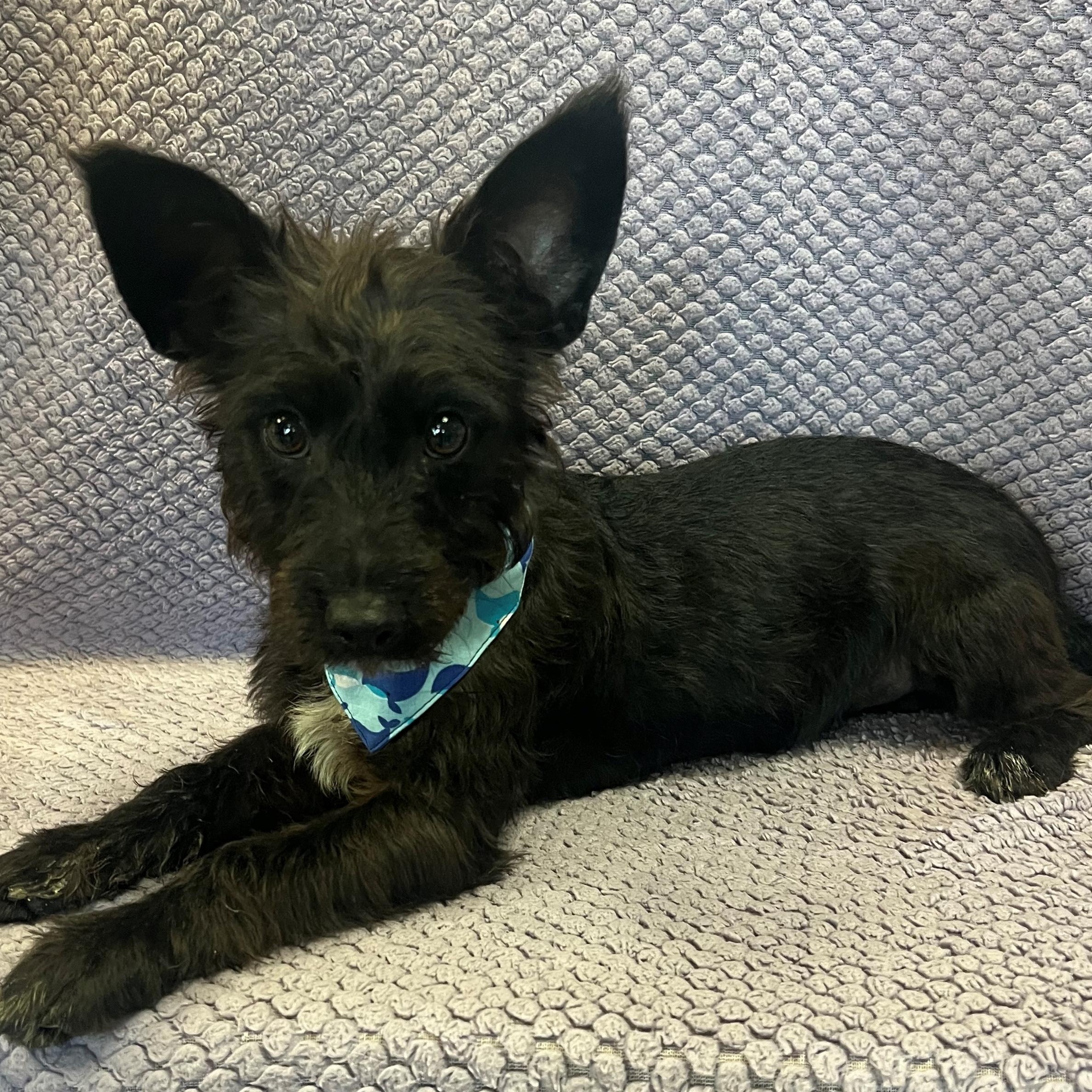 Artie, an adopted Scottish Terrier in Lodi, CA image 2/5