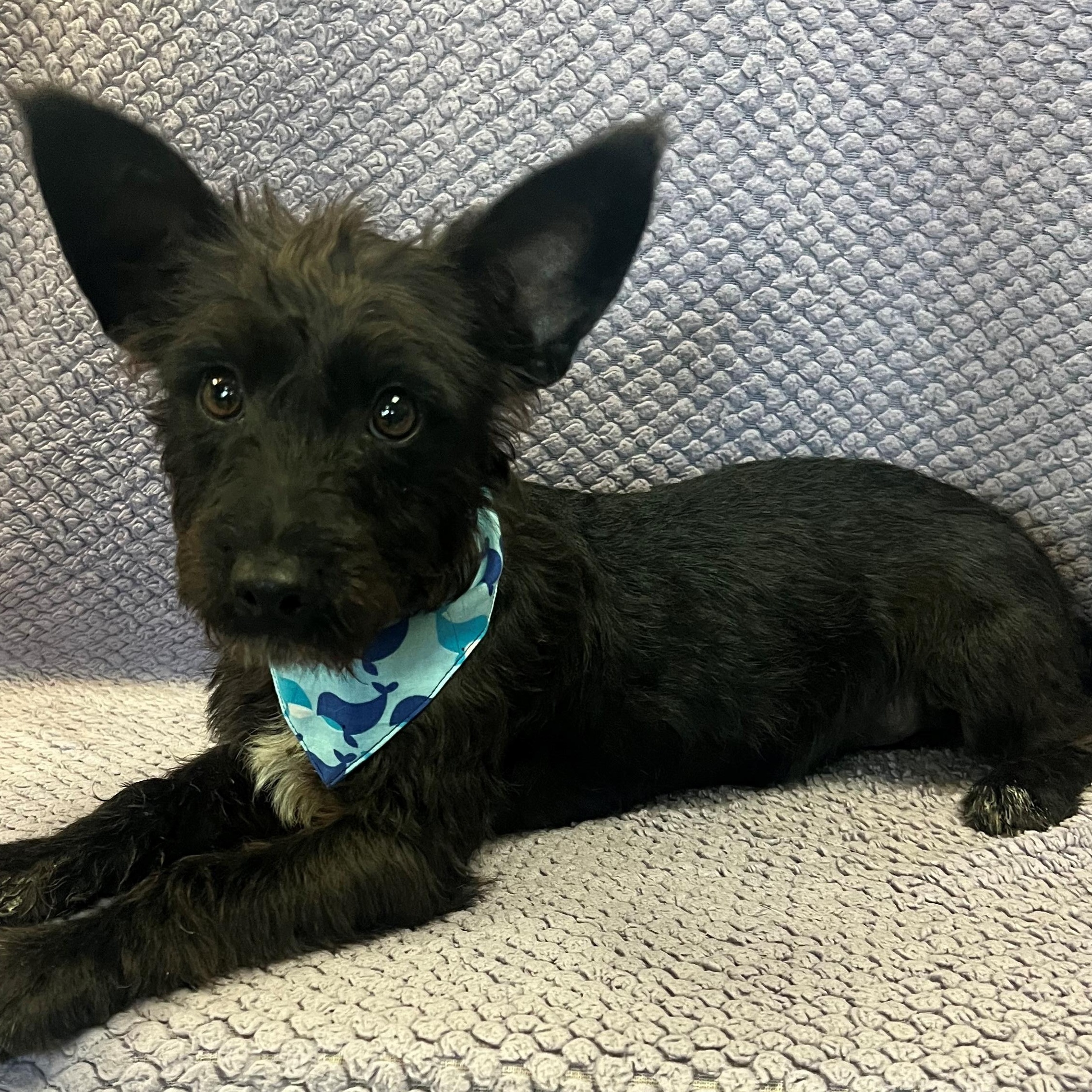 Artie, an adopted Scottish Terrier in Lodi, CA image 4/5