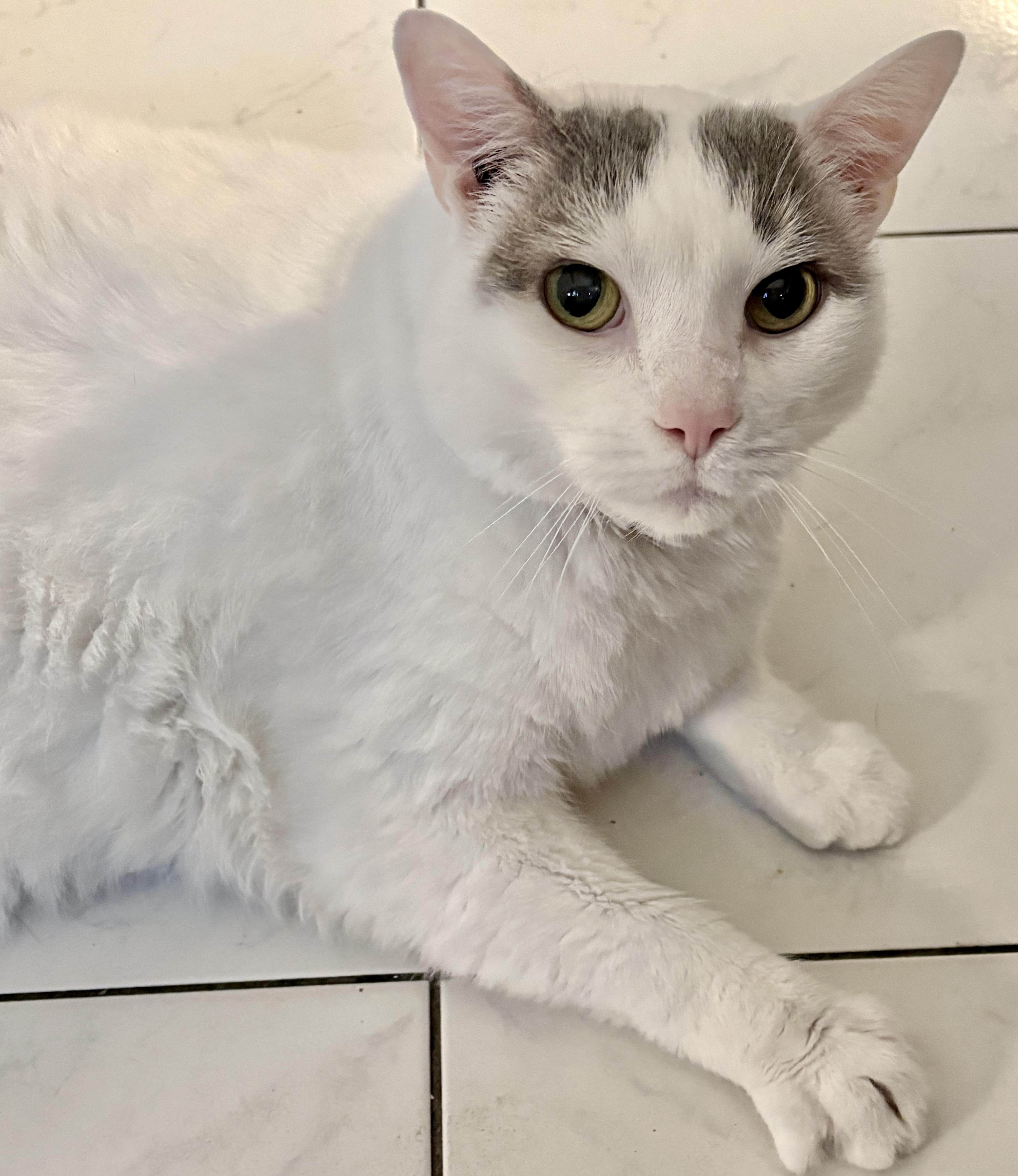 Luna *diabetic, special needs, ADOPTABLE, Adult Male Domestic Short Hair.