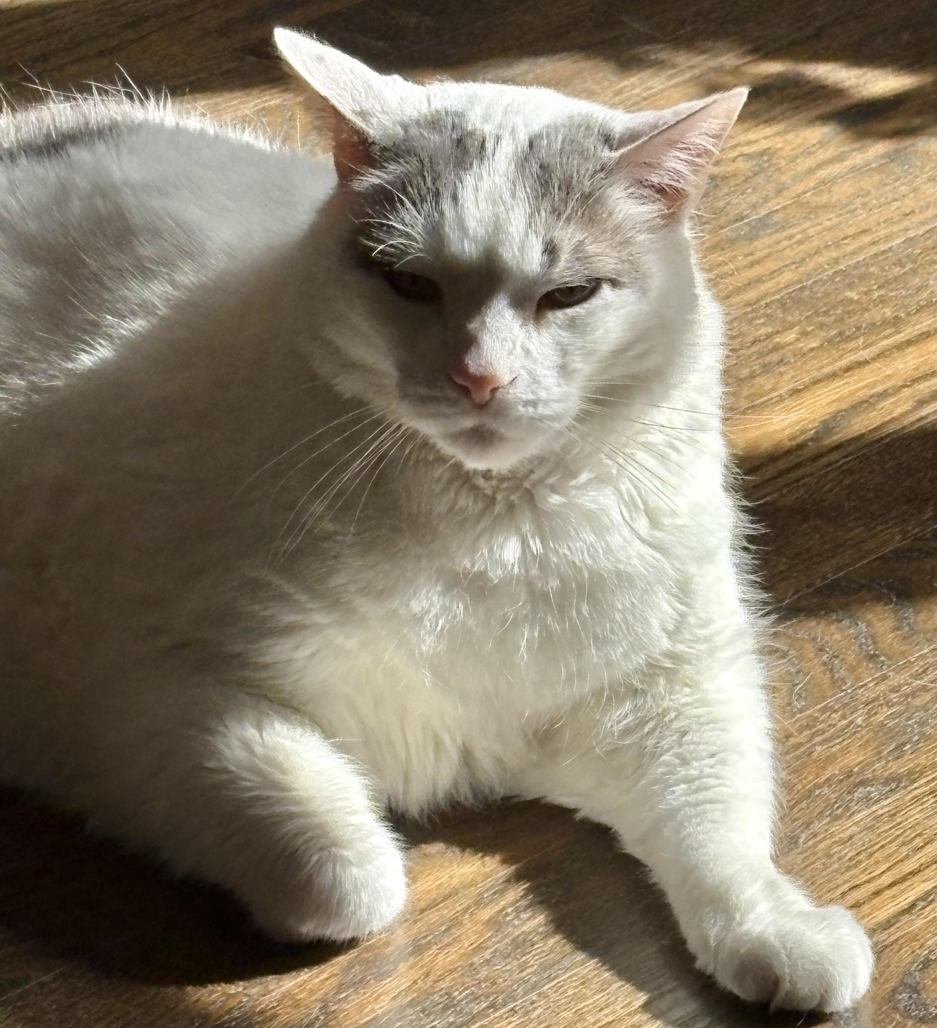 Enlarge Luna *diabetic, special needs, a ADOPTABLE Domestic Short Hair in Toronto, ON image 2/6