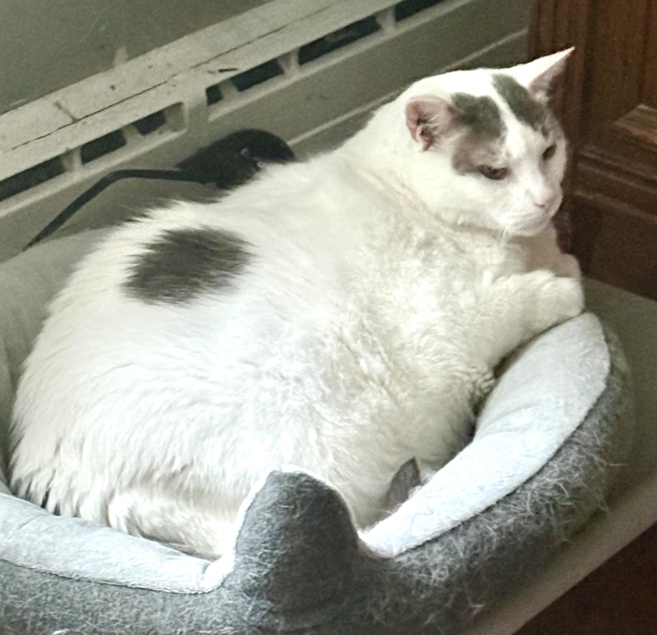 Enlarge Luna *diabetic, special needs, a ADOPTABLE Domestic Short Hair in Toronto, ON image 4/6