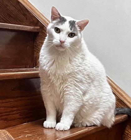 Enlarge Luna *diabetic, special needs, a ADOPTABLE Domestic Short Hair in Toronto, ON image 5/6