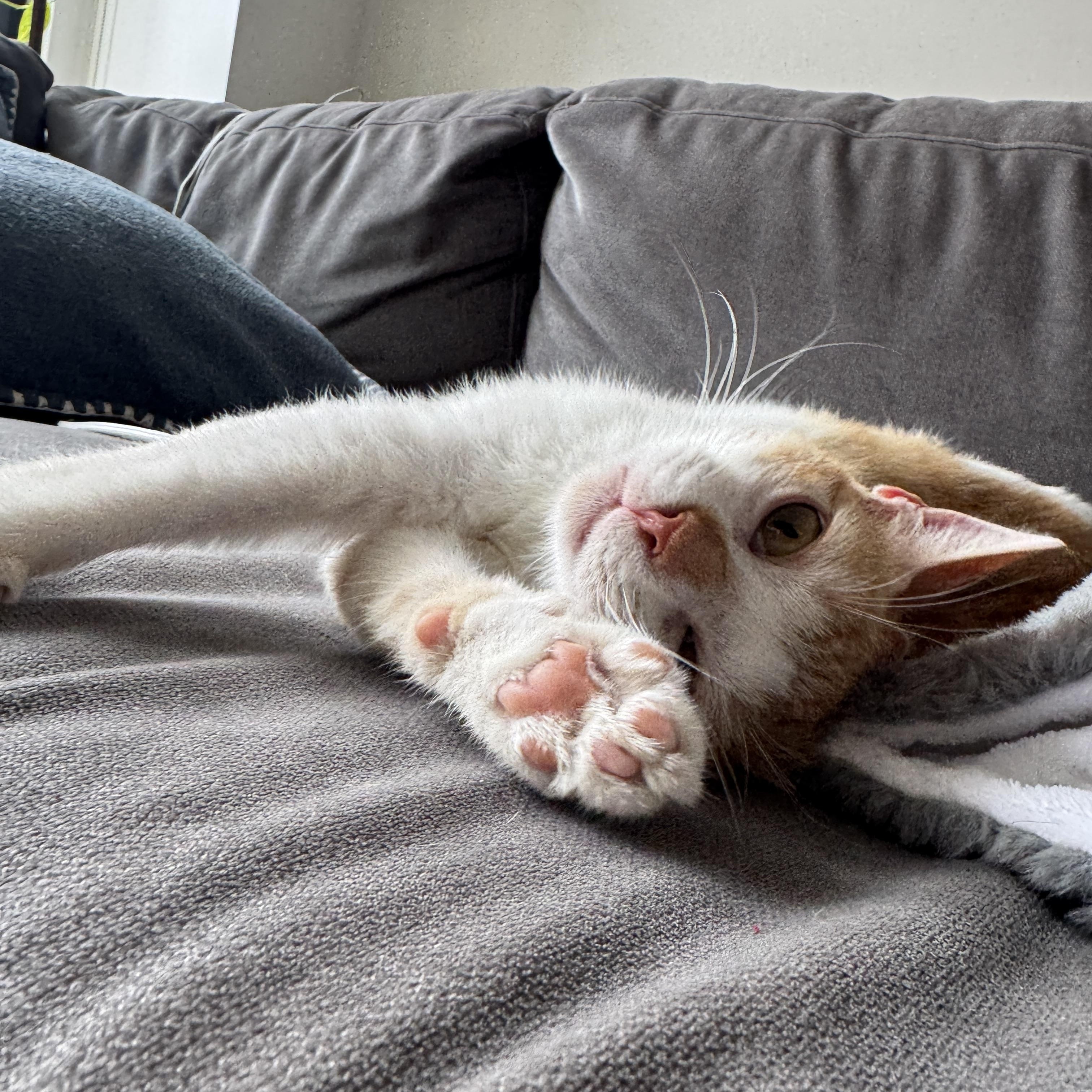 Pooka , a Adoptable Tabby in Bayonne, NJ image 6/6
