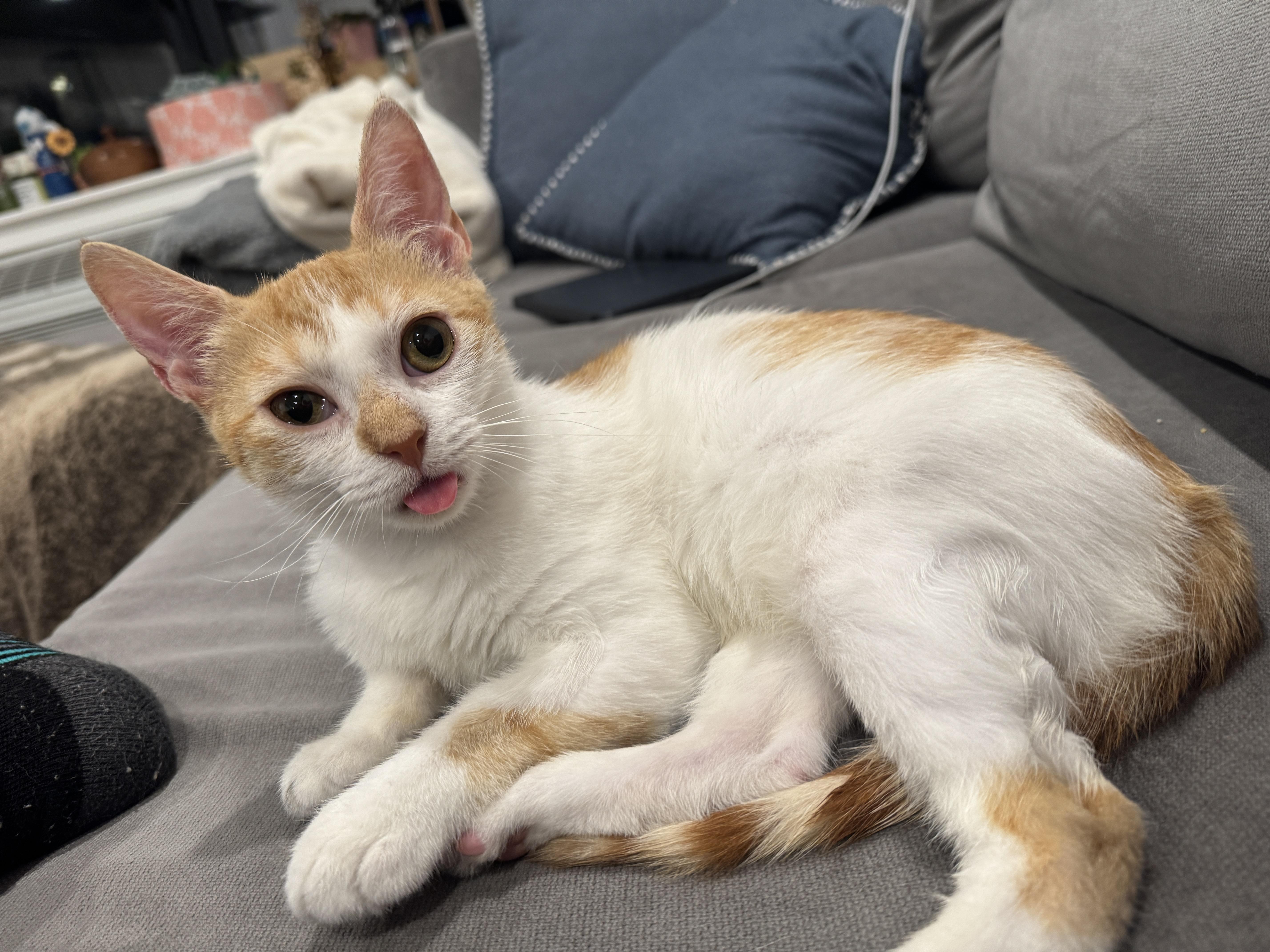 Pooka , a Adoptable Tabby in Bayonne, NJ image 5/6
