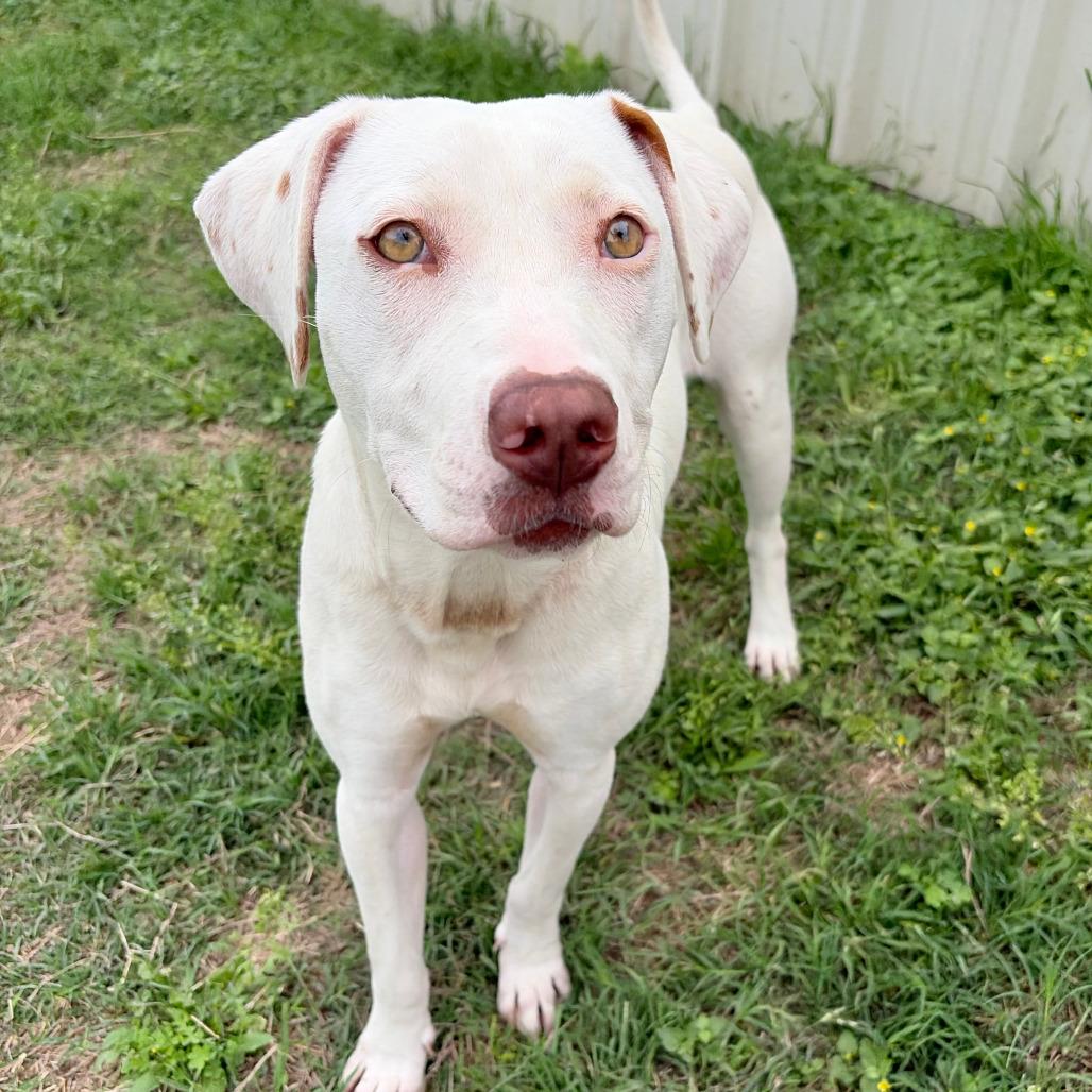 Enlarge Topanga KCAC# 244.26, a Adoptable mixed breed in Kerrville, TX image 2/3