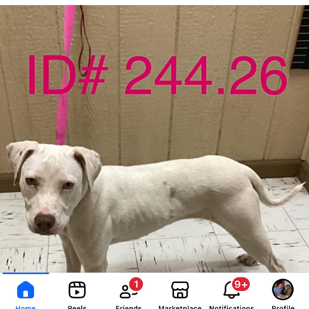 Enlarge Topanga KCAC# 244.26, a Adoptable mixed breed in Kerrville, TX image 3/3