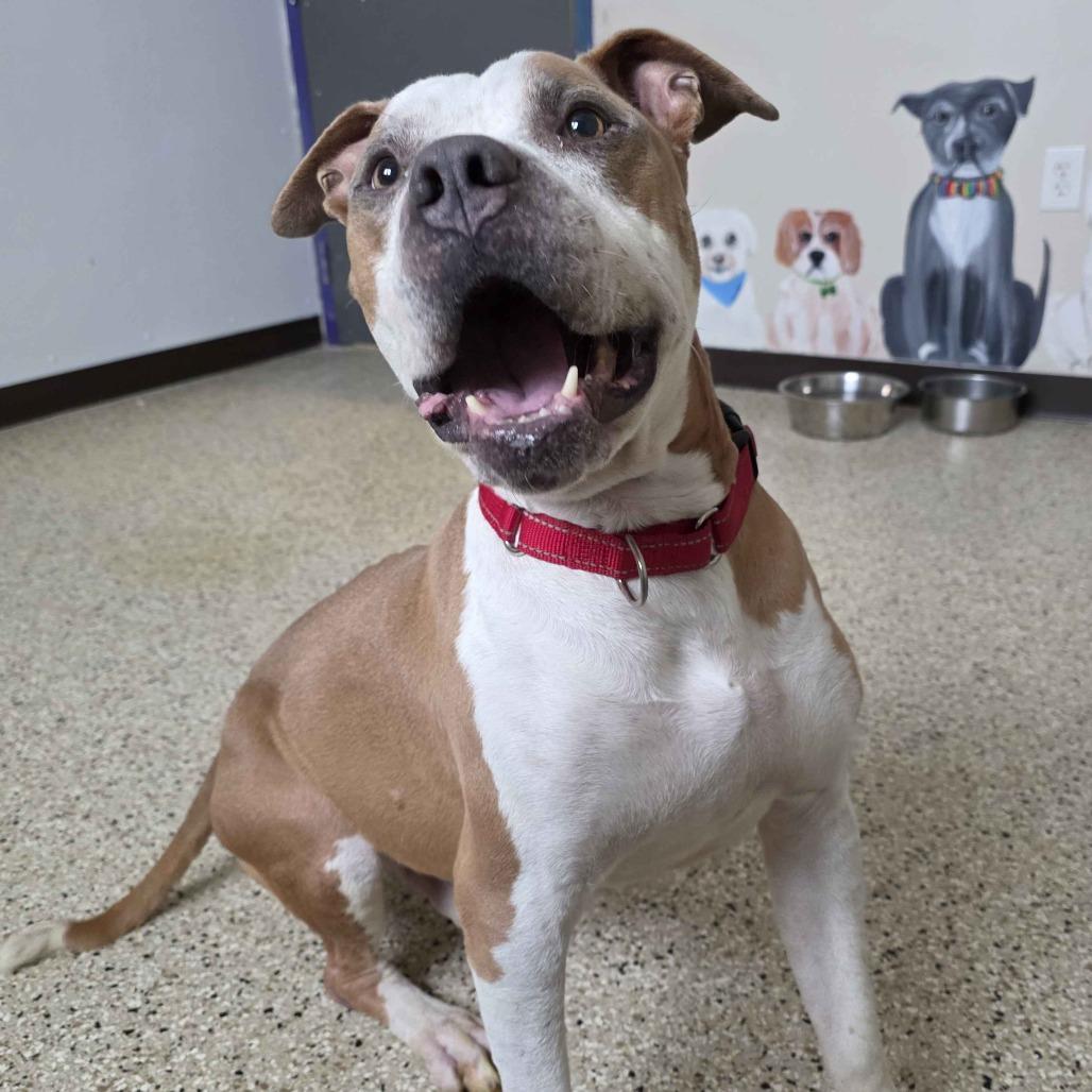 Enlarge Oz, a Adoptable Mixed Breed in Marysville, OH image 1/6