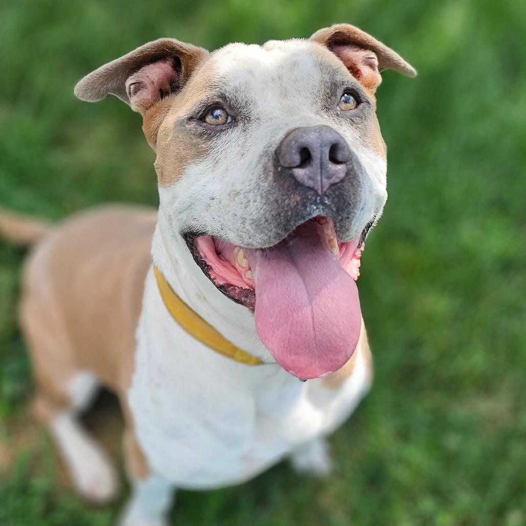 Oz, Adoptable, Adult Male Mixed Breed.