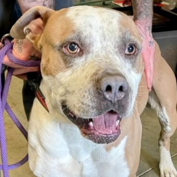 Oz, a Adoptable Mixed Breed in Marysville, OH image 2/5