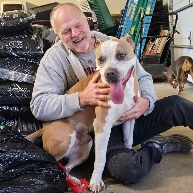 Oz, a Adoptable Mixed Breed in Marysville, OH image 3/5