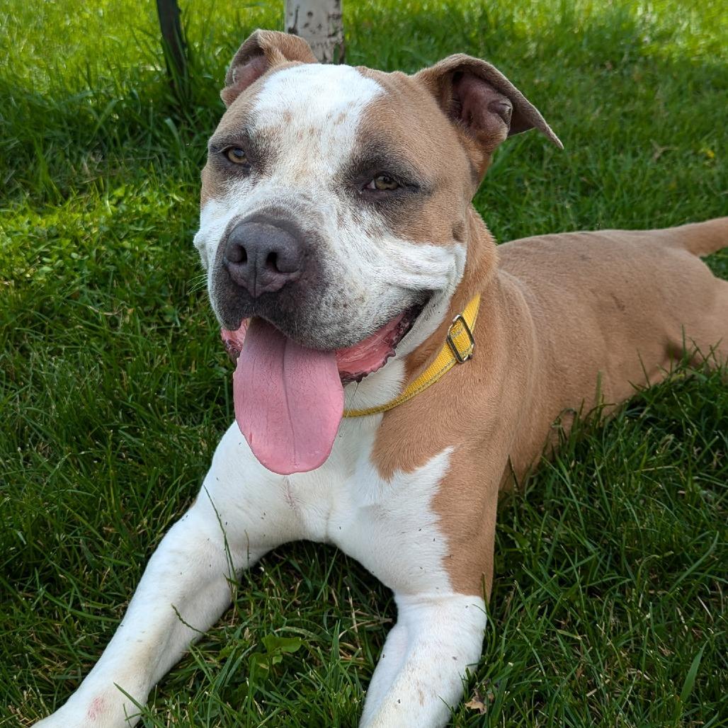 Oz, a Adoptable Mixed Breed in Marysville, OH image 5/5