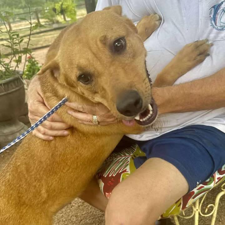 Enlarge Gigi, a Adoptable mixed breed in Hagerstown, MD image 1/3