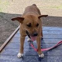 Enlarge Gigi, a Adoptable mixed breed in Hagerstown, MD image 2/3