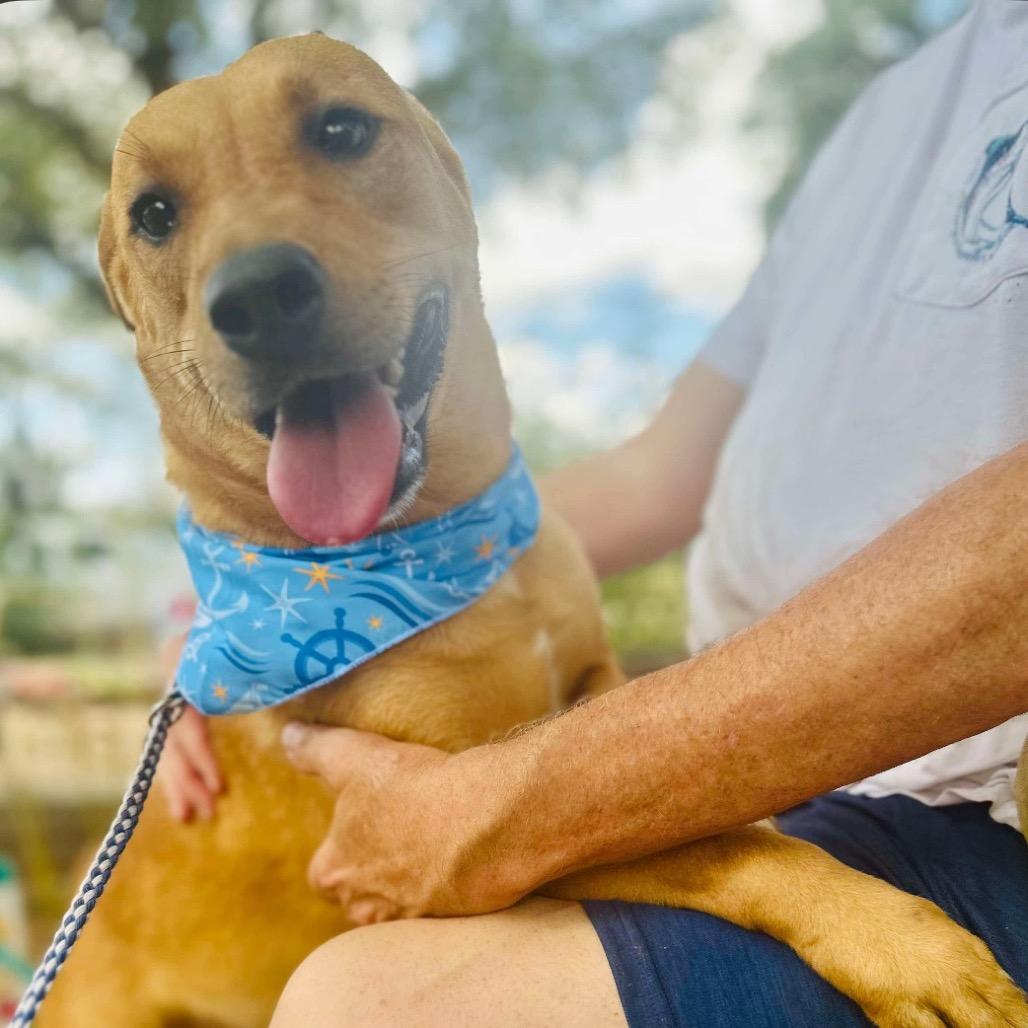 Enlarge Gigi, a Adoptable mixed breed in Hagerstown, MD image 3/3