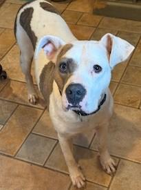 Audra Sweet  Girl  3.5 years old Doggie Social Nanny Dog! Fostering in Norwalk CT