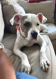 Audra Sweet  Girl  3.5 years old Doggie Social Nanny Dog! Fostering in Norwalk CT