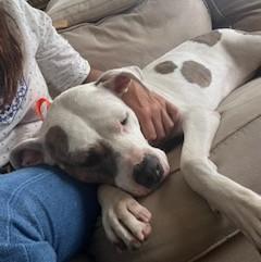 Audra Sweet  Girl  3.5 years old Doggie Social Nanny Dog! Fostering in Norwalk CT