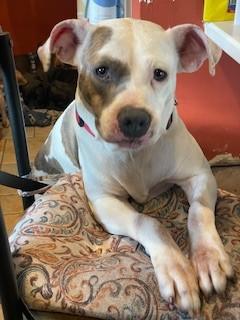 Audra Sweet  Girl  3.5 years old Doggie Social Nanny Dog! Fostering in Norwalk CT