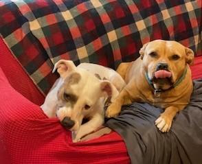 Audra Sweet  Girl  3.5 years old Doggie Social Nanny Dog! Fostering in Norwalk CT
