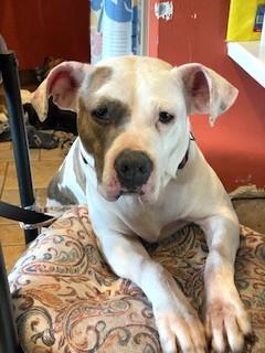 Audra Sweet  Girl  3.5 years old Doggie Social Nanny Dog! Fostering in Norwalk CT